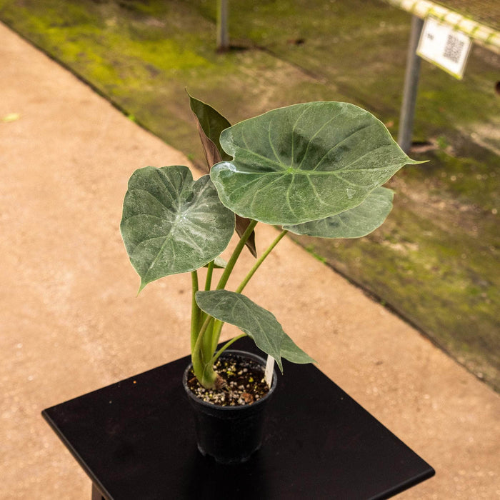 Gabriella Plants Alocasia Alocasia wentii