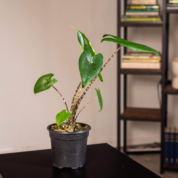 Gabriella Plants Alocasia 4" Alocasia zebrina