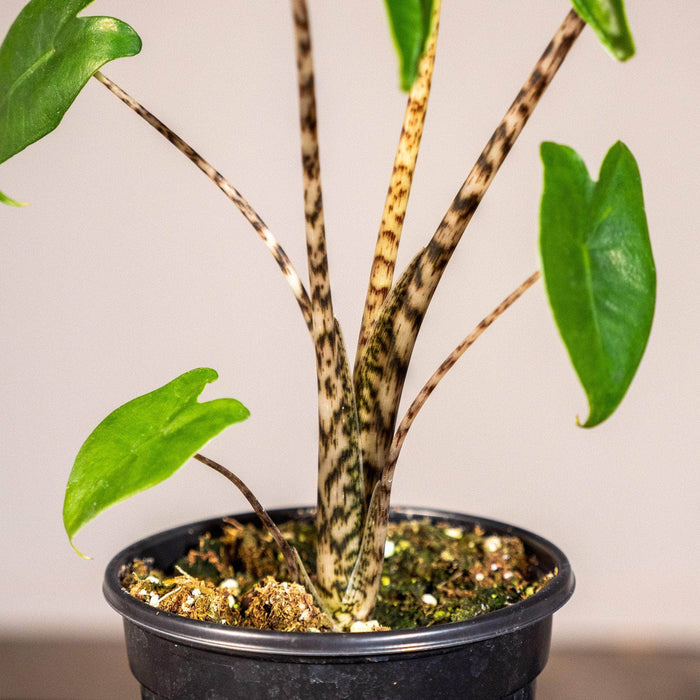 Gabriella Plants Alocasia 4" Alocasia zebrina