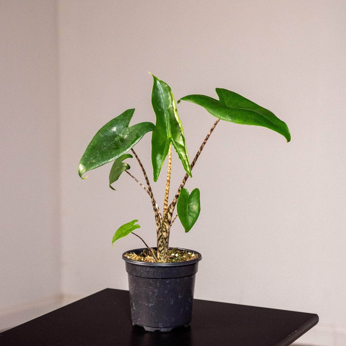 Gabriella Plants Alocasia 4" Alocasia zebrina