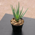 Gabriella Plants Succulent 4" Aloe 'Hedgehog'