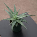 Gabriella Plants Succulent 4" Aloe 'White Fox'