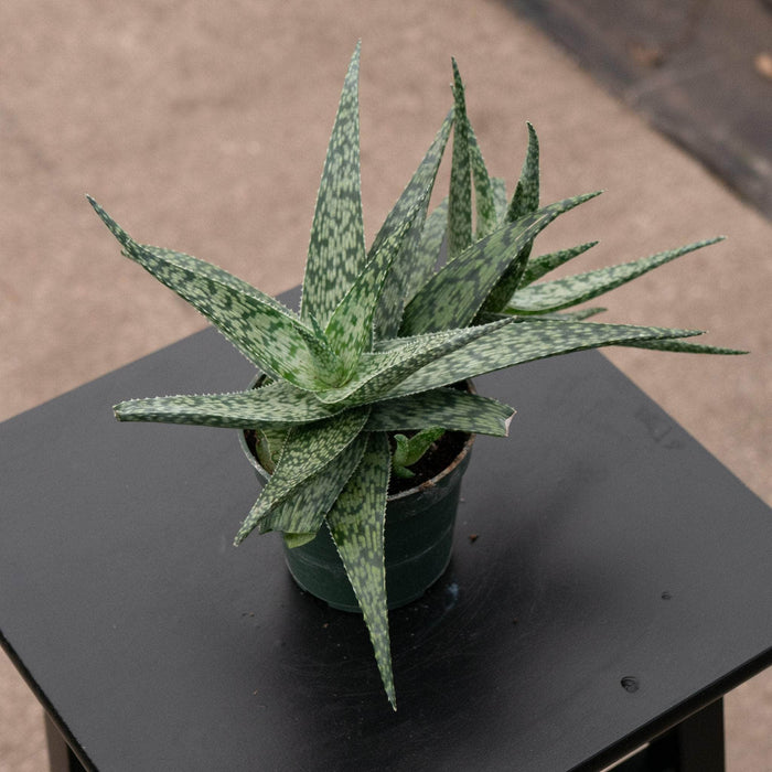 Gabriella Plants Succulent 4" Aloe 'White Fox'