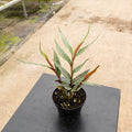 Gabriella Plants Other 4" Alpinia luteocarpa 'Red Rubin'