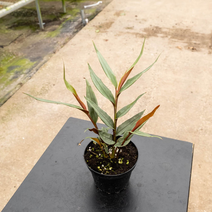 Gabriella Plants Other 4" Alpinia luteocarpa 'Red Rubin'