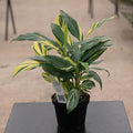 Gabriella Plants Ginger 4" Alpinia zerumbet 'Variegata'