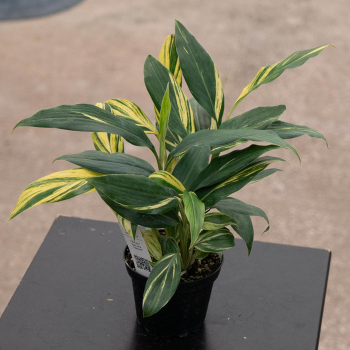 Gabriella Plants Ginger 4" Alpinia zerumbet 'Variegata'