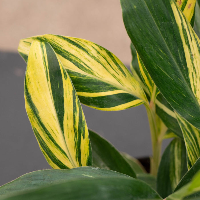 Gabriella Plants Ginger 4" Alpinia zerumbet 'Variegata'