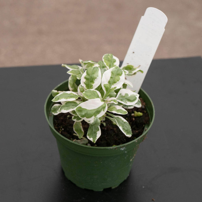 Gabriella Plants Alternanthera 4" Alternanthera ficoidea 'Snow Queen'