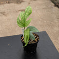 Gabriella Plants Indoor & Outdoor Plants 4" Amydrium medium 'Silver'