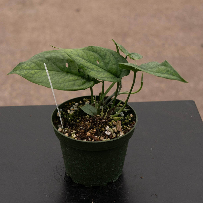 Gabriella Plants Other Amydrium medium 'Spiderman'