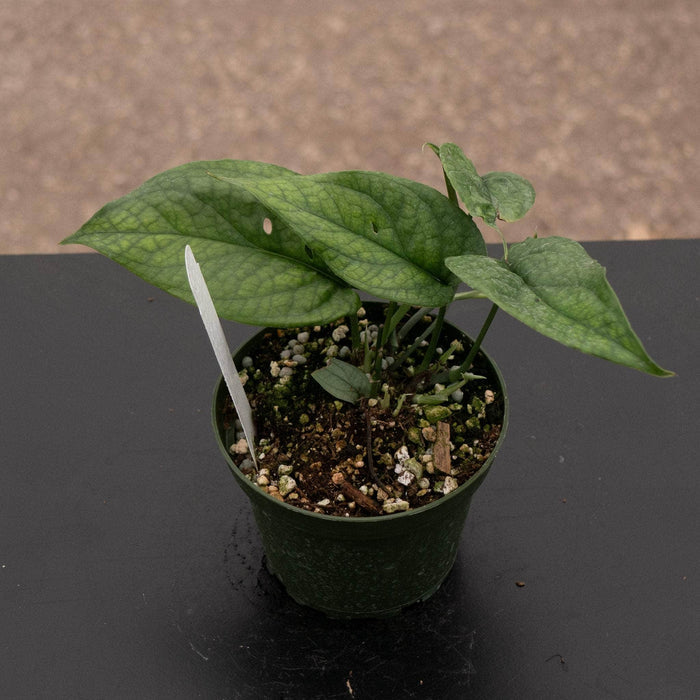 Gabriella Plants Other Amydrium medium 'Spiderman'