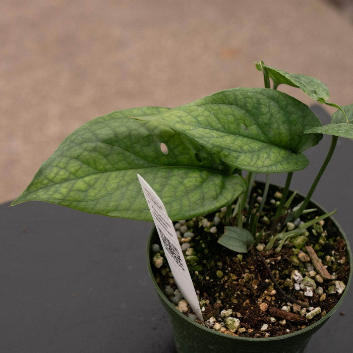 Gabriella Plants Other Amydrium medium 'Spiderman'