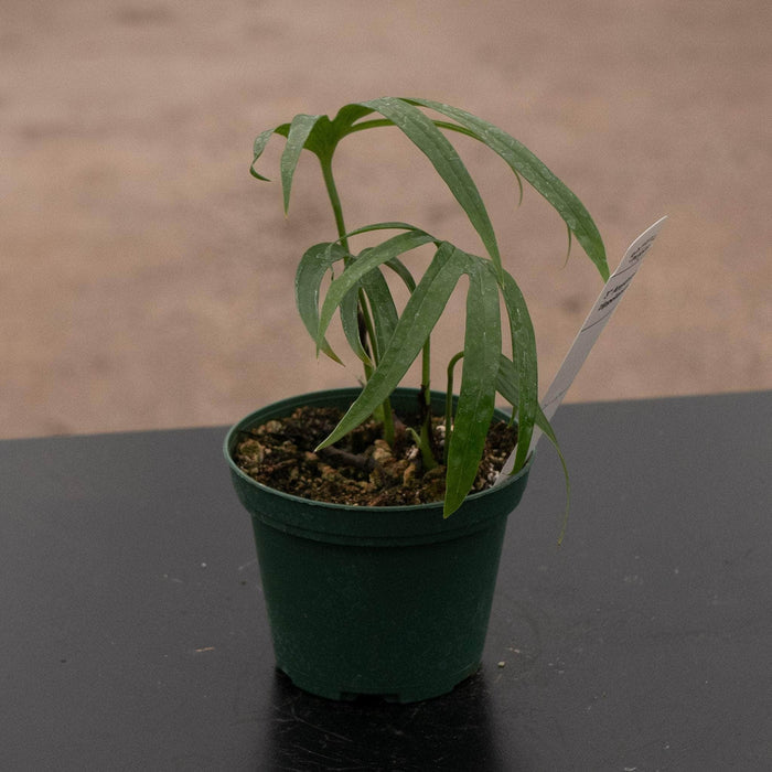 Gabriella Plants Other Amydrium zippelianum