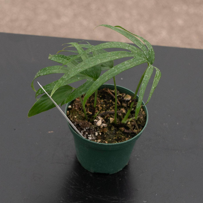 Gabriella Plants Other 3" Amydrium zippelianum