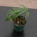 Gabriella Plants Other 3" Amydrium zippelianum
