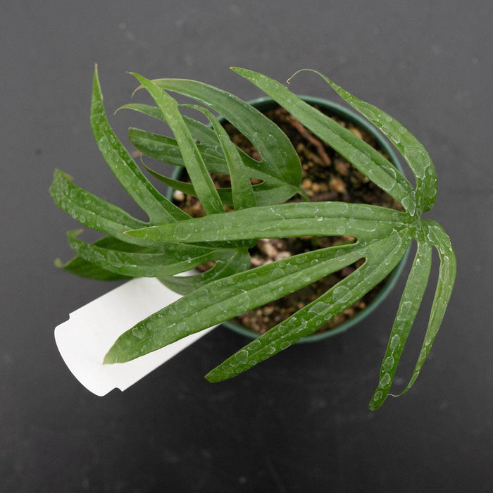 Gabriella Plants Other Amydrium zippelianum