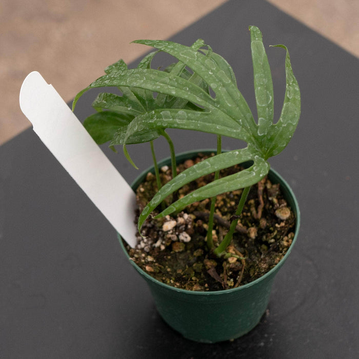 Gabriella Plants Other Amydrium zippelianum