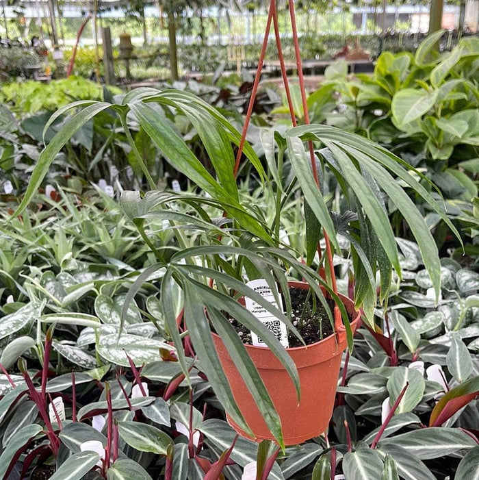 Gabriella Plants Other Amydrium zippelianum