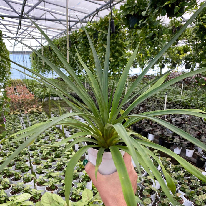 Gabriella Plants Other 4" Ananas comosus Pineapple