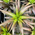 Gabriella Plants 4" Ananas lucidus "Red Spineless Pineapple"