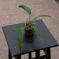 Gabriella Plants Anthurium 3" Anthurium bakeri Seedling