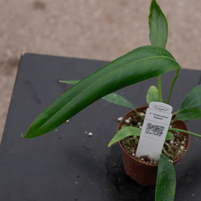 Gabriella Plants Anthurium 3" Anthurium bakeri Seedling