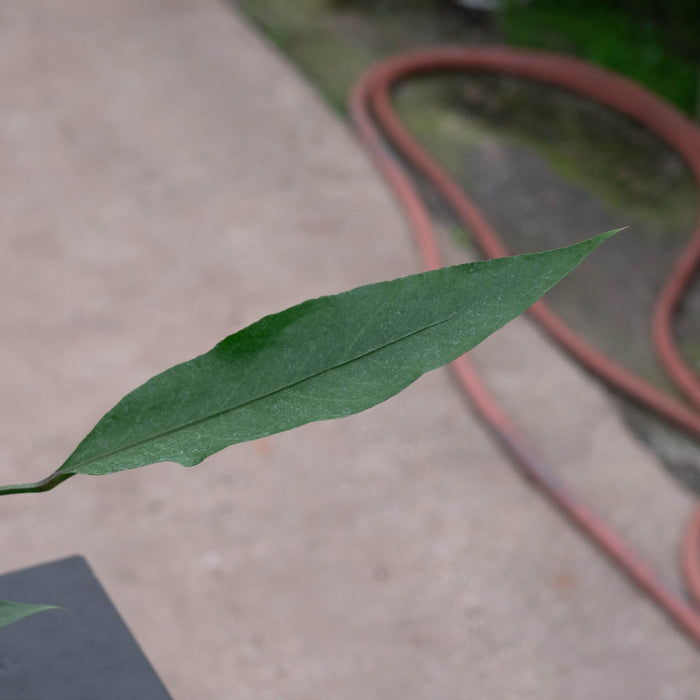 Gabriella Plants Anthurium 4" Anthurium 'Big Red Bird'