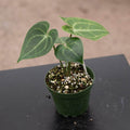 Gabriella Plants Anthurium 4" Anthurium clarinervium