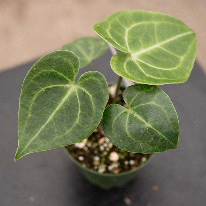 Gabriella Plants Anthurium 4" Anthurium clarinervium