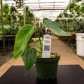 Gabriella Plants Anthurium 4" Anthurium clavigerum Seedling