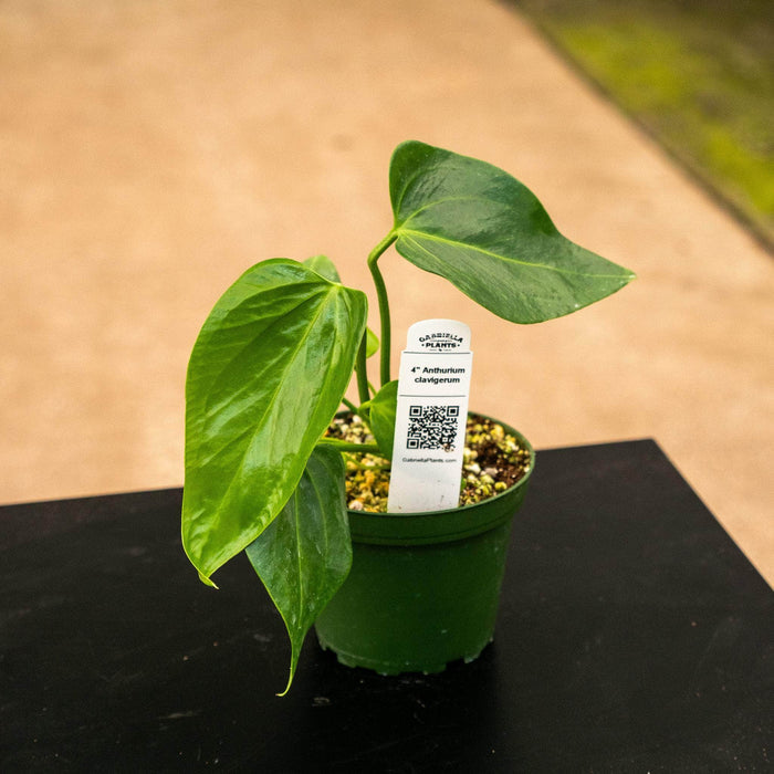 Gabriella Plants Anthurium 4" Anthurium clavigerum Seedling