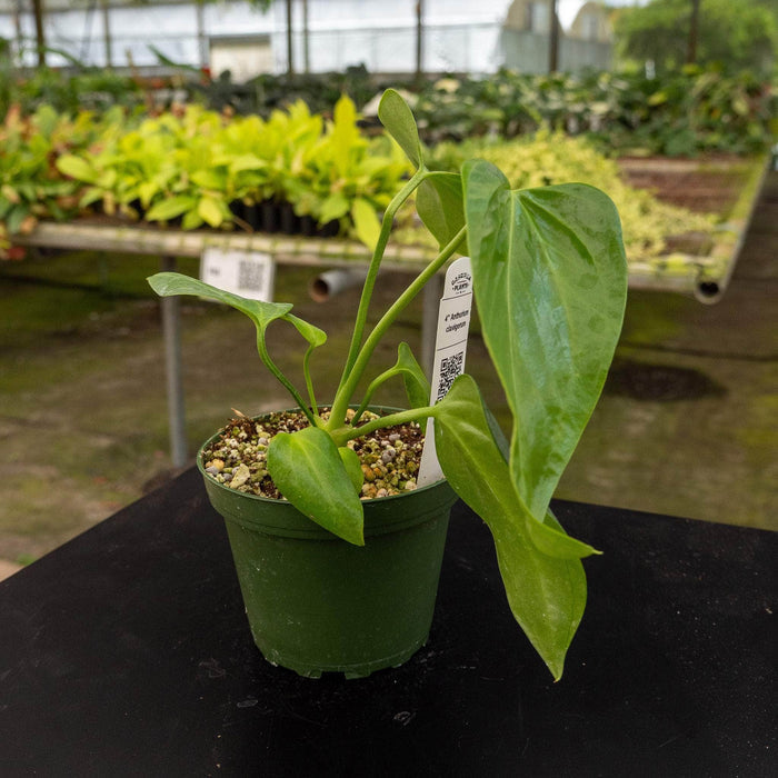Gabriella Plants Anthurium 4" Anthurium clavigerum Seedling