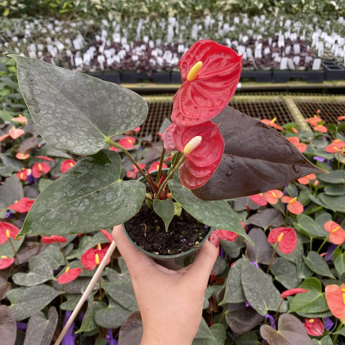 Gabriella Plants 4” Anthurium ‘Coral Champion’