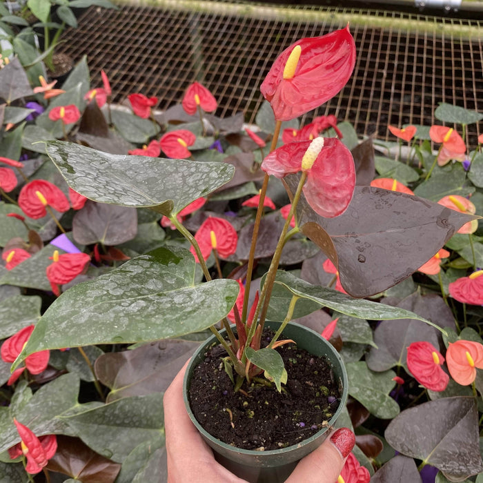 Gabriella Plants Anthurium 4" Anthurium 'Coral Champion'