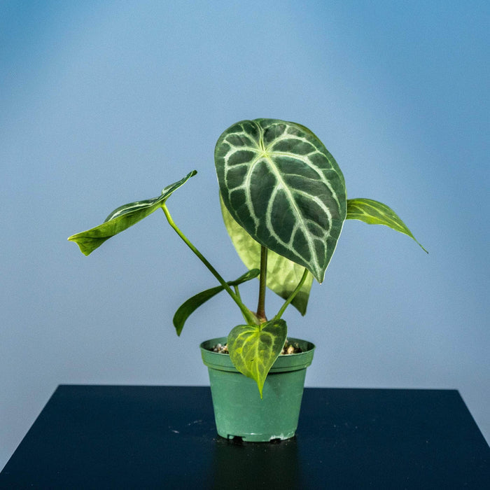 Gabriella Plants Anthurium 3" Anthurium (crystallinum x magnificum) x (crystallinum x magnificum)