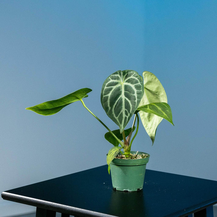 Gabriella Plants Anthurium 3" Anthurium (crystallinum x magnificum) x (crystallinum x magnificum)