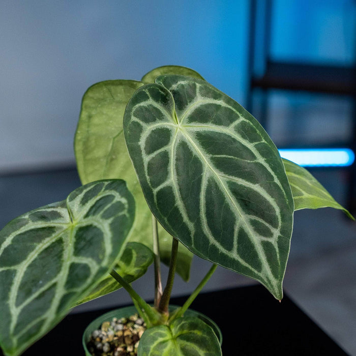 Gabriella Plants Anthurium 3" Anthurium (crystallinum x magnificum) x (crystallinum x magnificum)