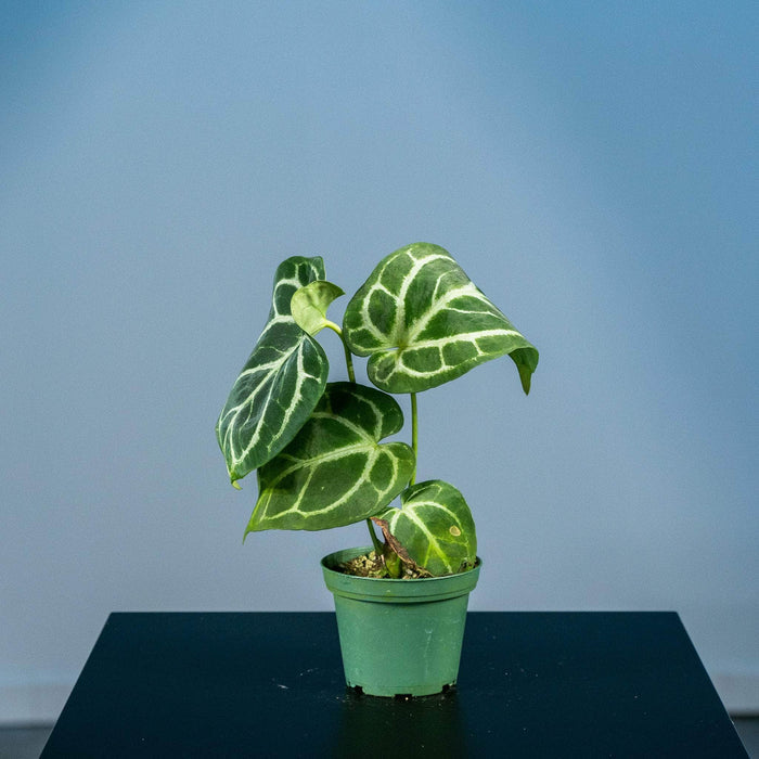 Gabriella Plants Anthurium 3" Anthurium (crystallinum x magnificum) x (crystallinum x magnificum)