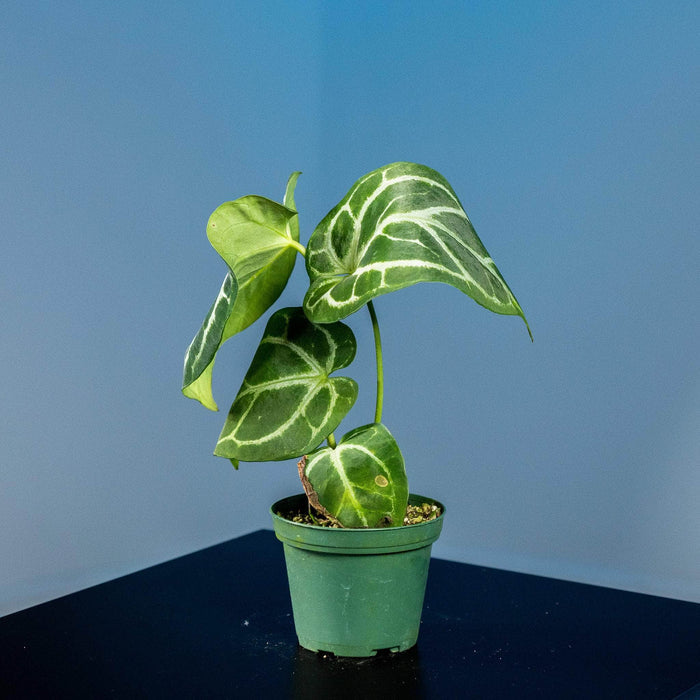 Gabriella Plants Anthurium 3" Anthurium (crystallinum x magnificum) x (crystallinum x magnificum)