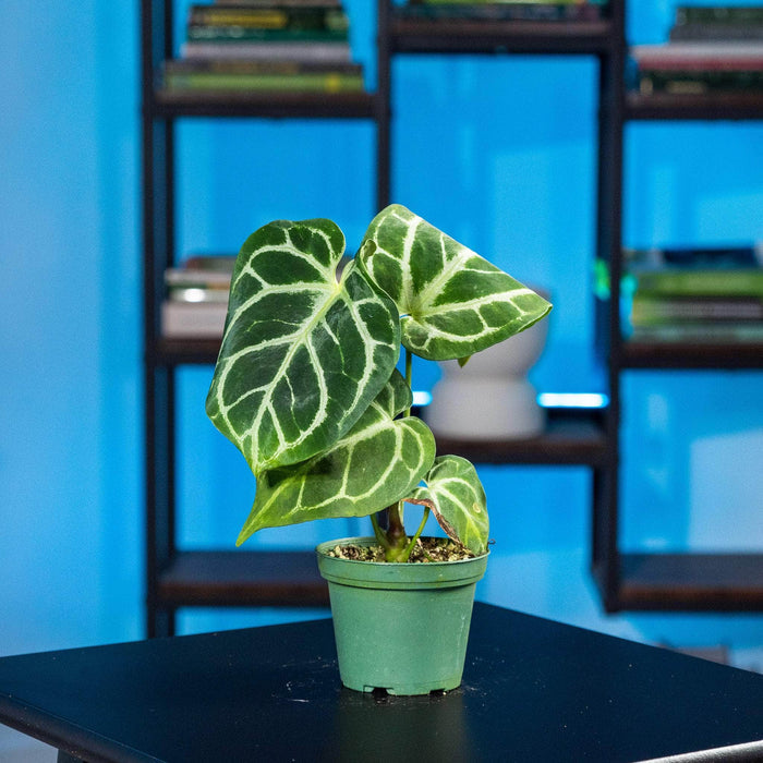 Gabriella Plants Anthurium 3" Anthurium (crystallinum x magnificum) x (crystallinum x magnificum)
