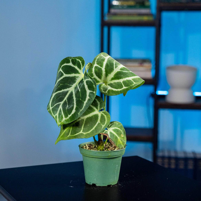 Gabriella Plants Anthurium 3" Anthurium (crystallinum x magnificum) x (crystallinum x magnificum)