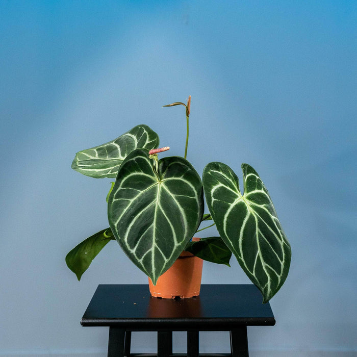 Gabriella Plants Anthurium 5" Anthurium (crystallinum x magnificum) x (crystallinum x magnificum)