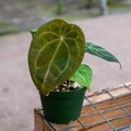 Gabriella Plants Anthurium 4" Anthurium (crystallinum x magnificum) x forgetii