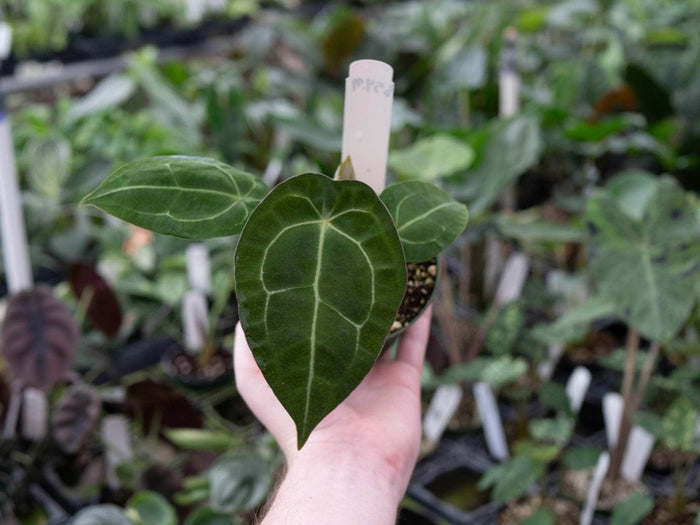 Gabriella Plants Anthurium 4" Anthurium (crystallinum x magnificum) x forgetii