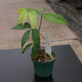Gabriella Plants Anthurium 3" Anthurium digitatum
