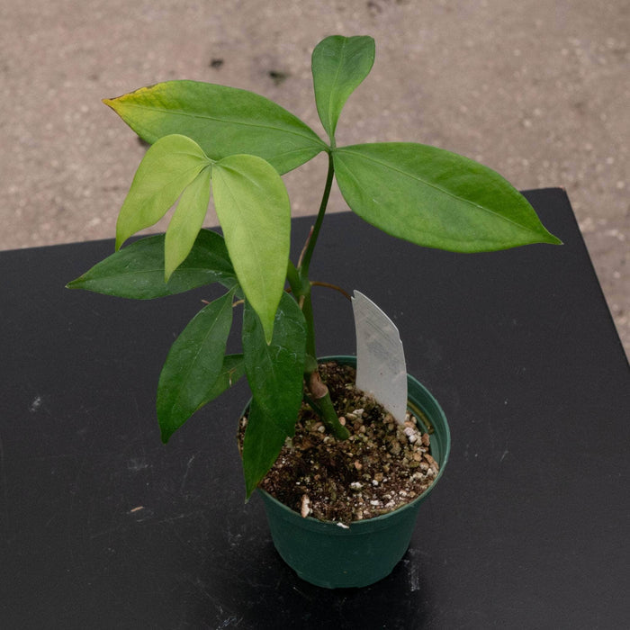 Gabriella Plants Anthurium 3" Anthurium digitatum