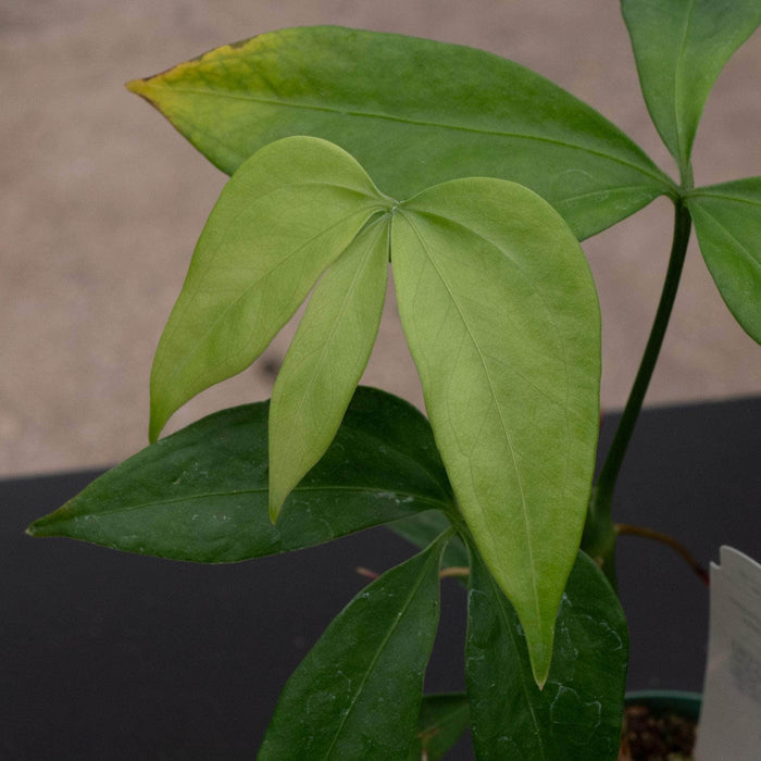 Gabriella Plants Anthurium 3" Anthurium digitatum