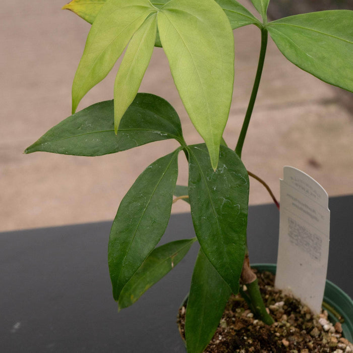 Gabriella Plants Anthurium 3" Anthurium digitatum