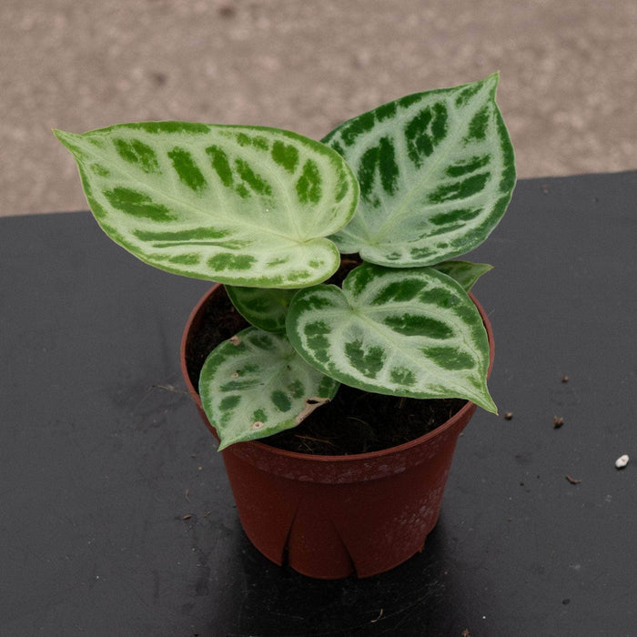 Gabriella Plants Anthurium 4" Anthurium 'Dorayaki'